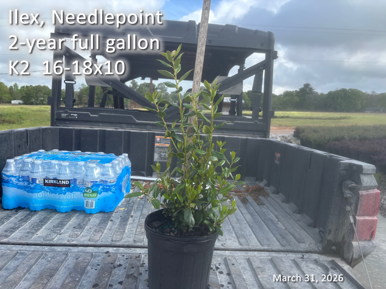 gallery/np2yf k2 mar31.jpg